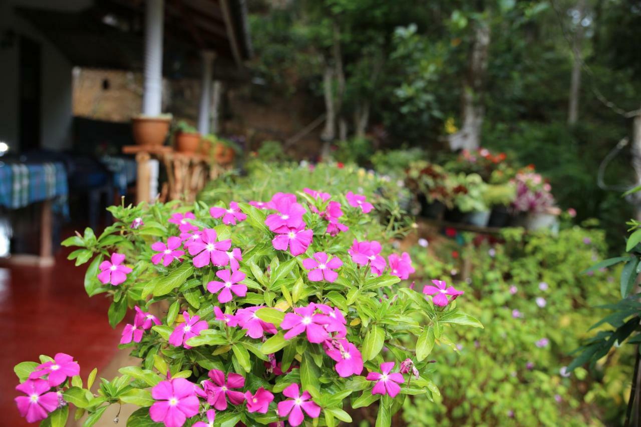 Secret Nest Homestay إيلا المظهر الخارجي الصورة
