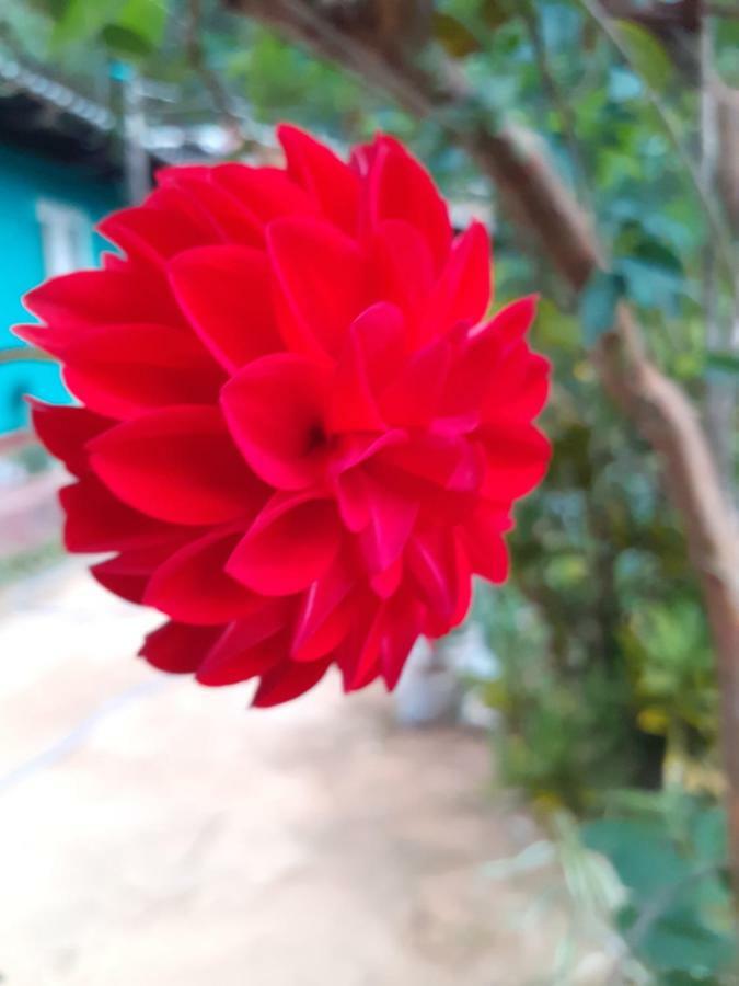 Secret Nest Homestay إيلا المظهر الخارجي الصورة