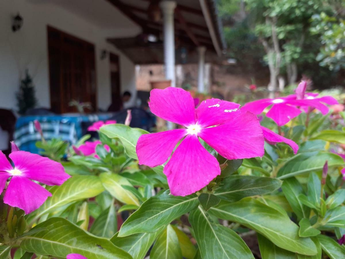 Secret Nest Homestay إيلا المظهر الخارجي الصورة